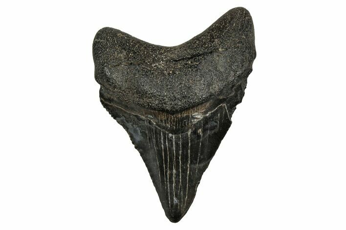 Serrated, Juvenile Megalodon Tooth - South Carolina #353304